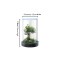 Circular Desktop Aquarium | Plug-and-Play Aquatic Wonderland 16*20cm